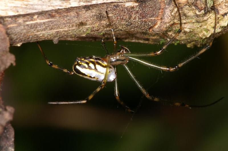 Leucage_granulata_D5299_Z_89_Milaa Milaa_Australie.jpg